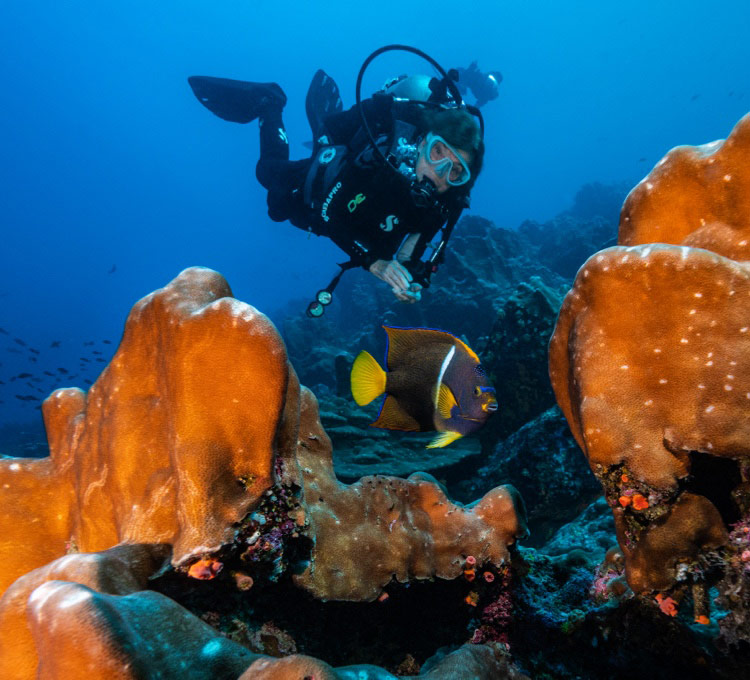 THE NEW FACE OF DIVING